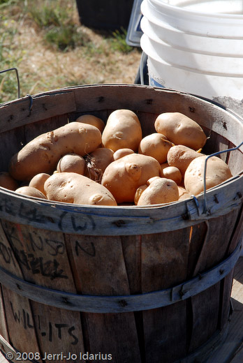 Harvested Potatoes - Organic
