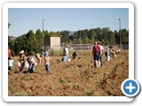 d1_potato_harvest_20080830_094528
