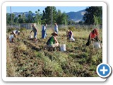 d_potato_harvest_20080830_085913