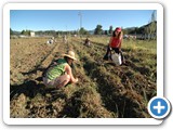d_potato_harvest_20080830_090003