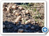 d_potato_harvest_20080830_095707