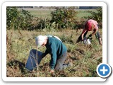 e_potato_harvest_20080830_085005