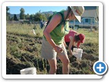e_potato_harvest_20080830_085932