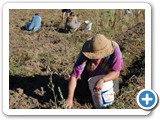 e_potato_harvest_20080830_090159
