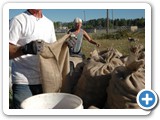 f_potato_harvest_20080830_091344