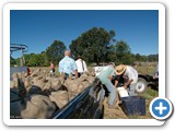 f_potato_harvest_20080830_095053