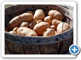 f_potato_harvest_20080830_095912